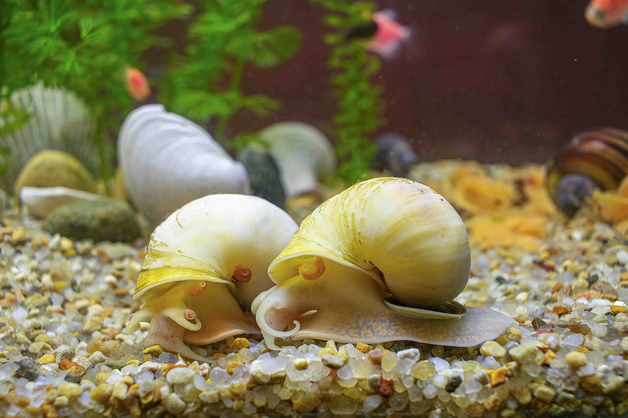 Ivory mystery snail