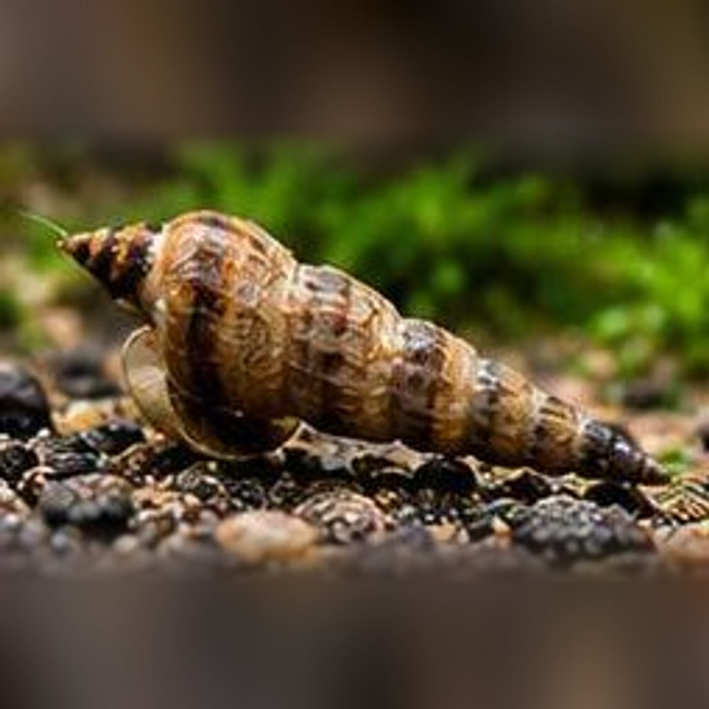 Malaysian trumpet snail