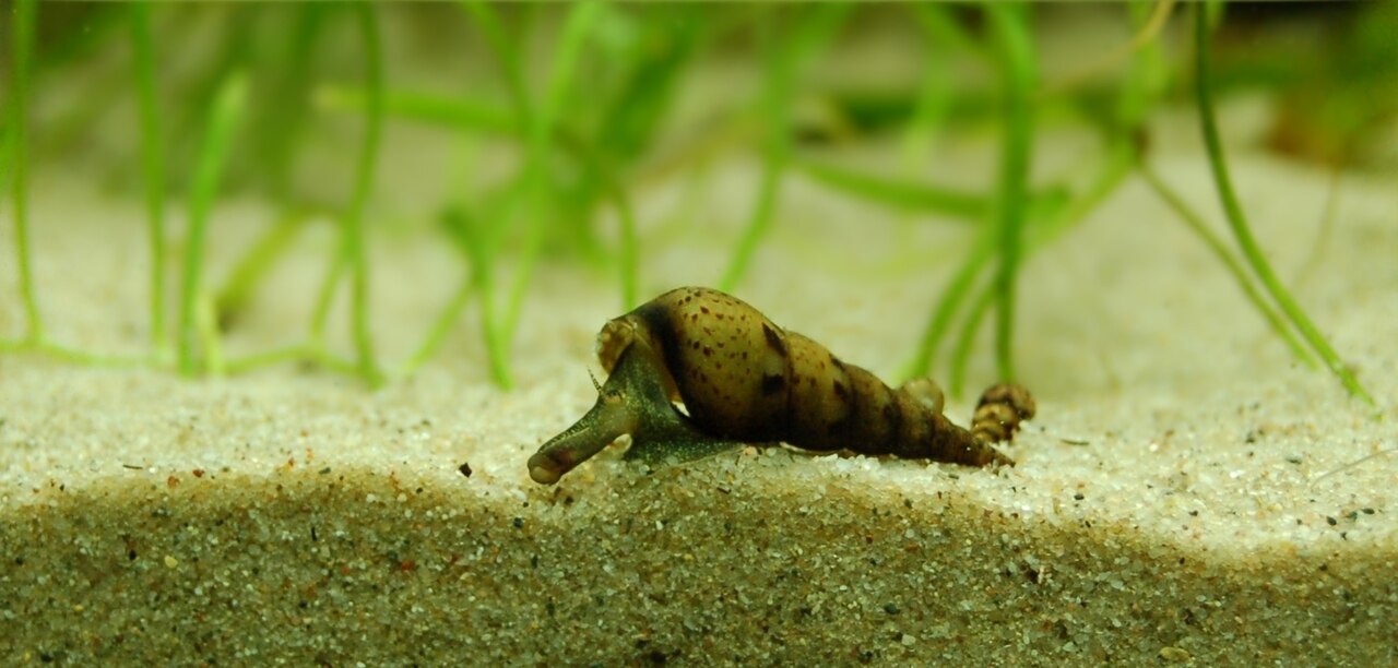 Malaysian trumpet snail