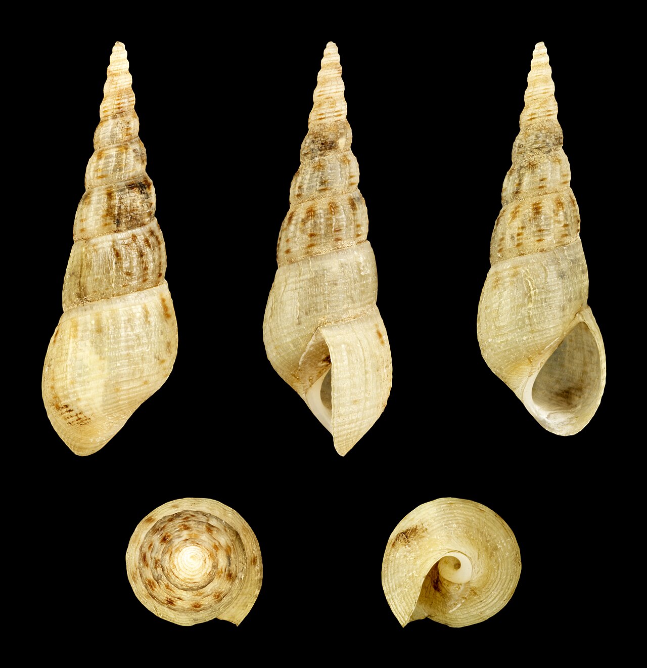 Malaysian trumpet snail