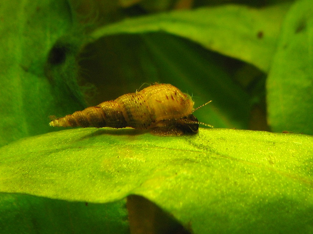 Malaysian trumpet snail