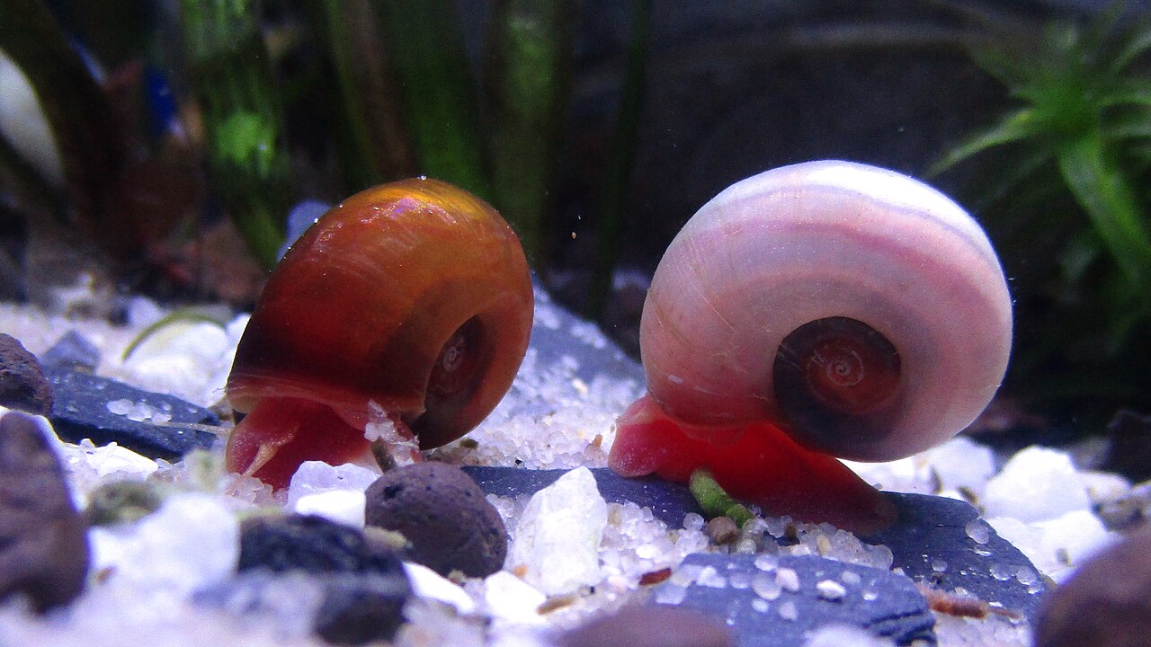 Red ramshorn snail (Planorbella duryi)