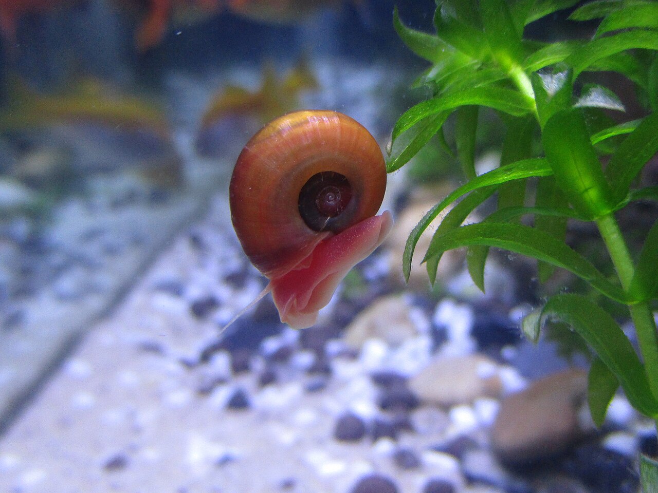 Red ramshorn snail (Planorbella duryi)
