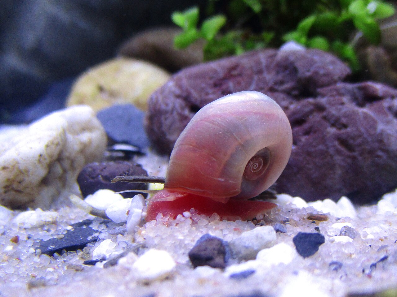 Red ramshorn snail (Planorbella duryi)