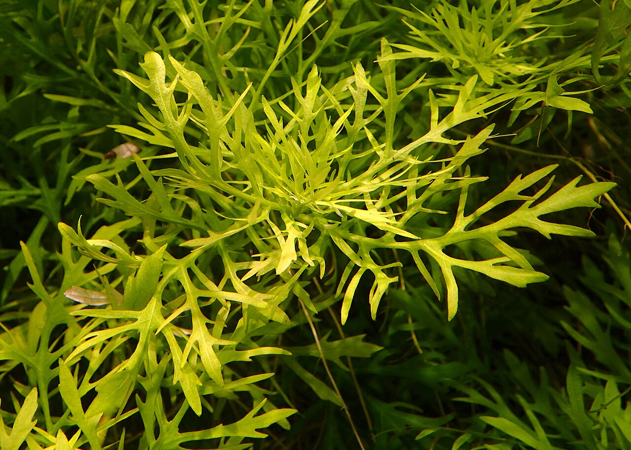 Water wisteria