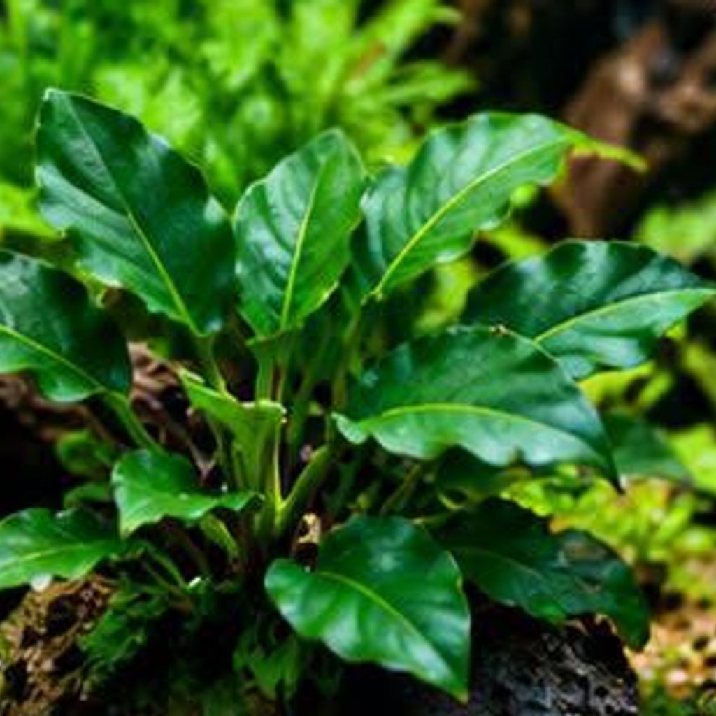 Bucephalandra