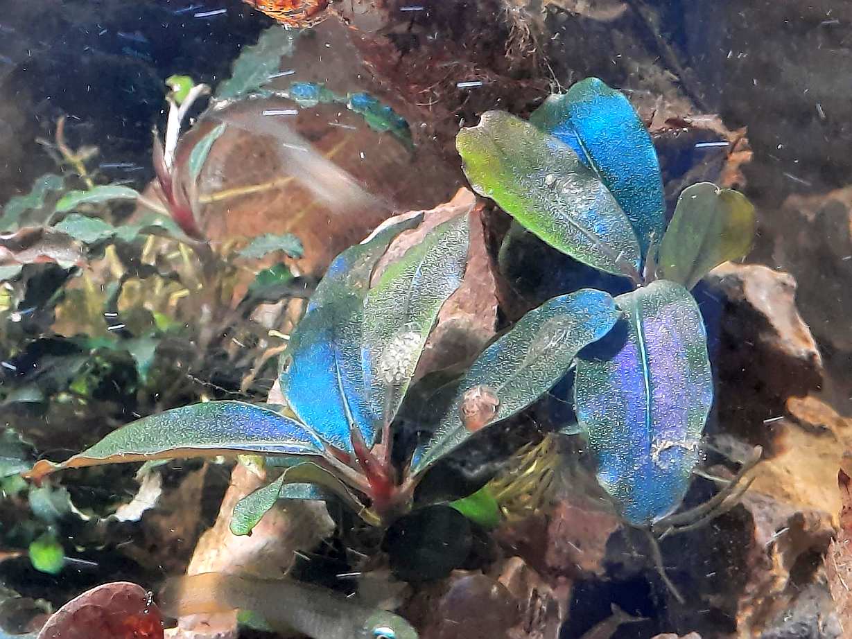 Bucephalandra