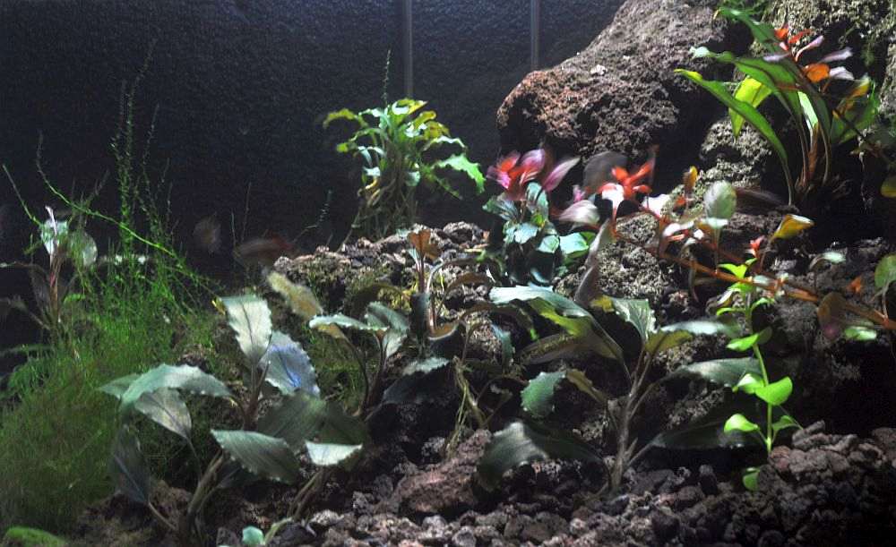 Bucephalandra