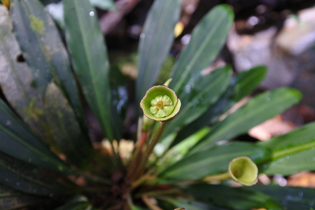 Bucephalandra