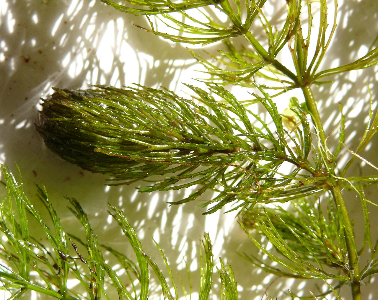 Hornwort