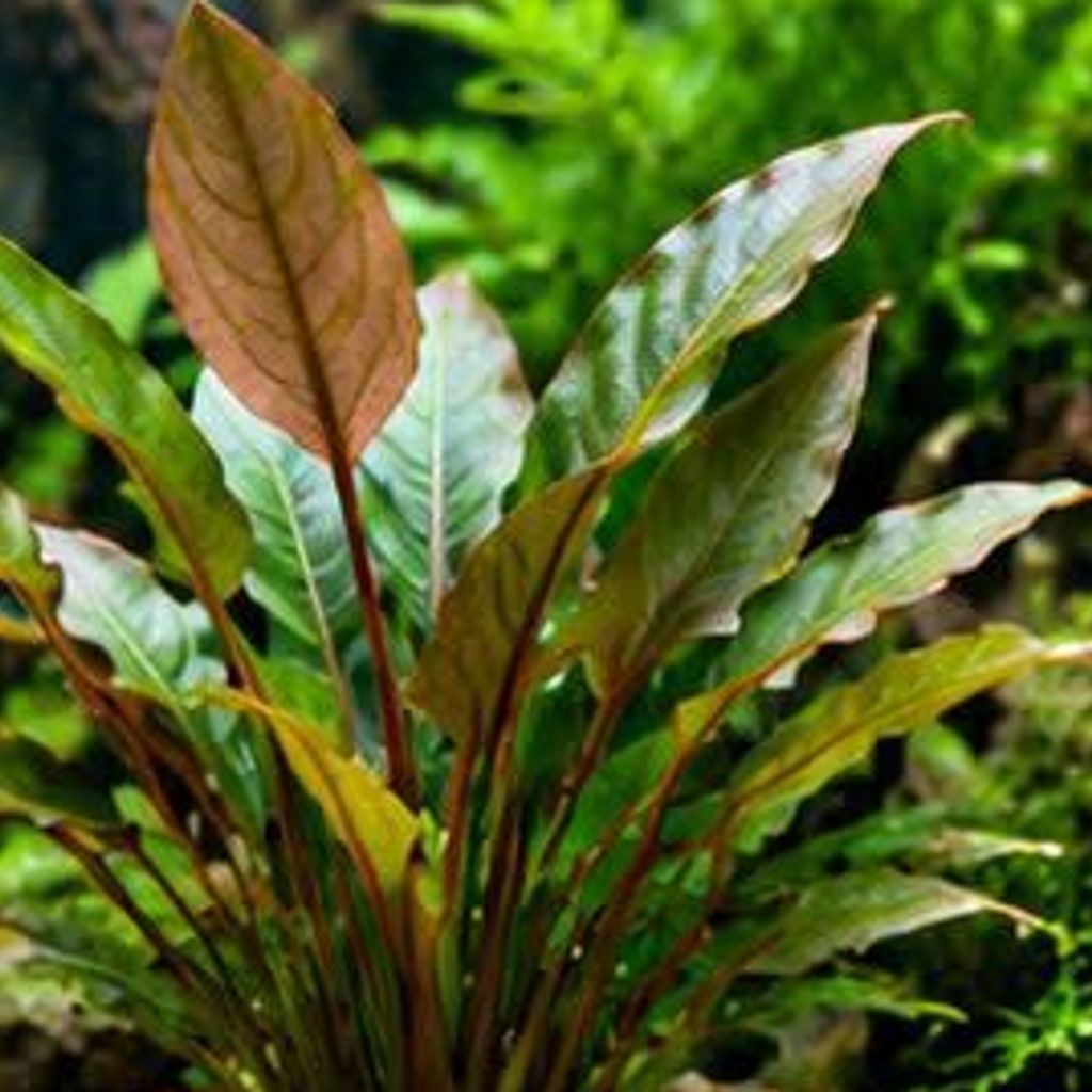 Wendt's Cryptocoryne