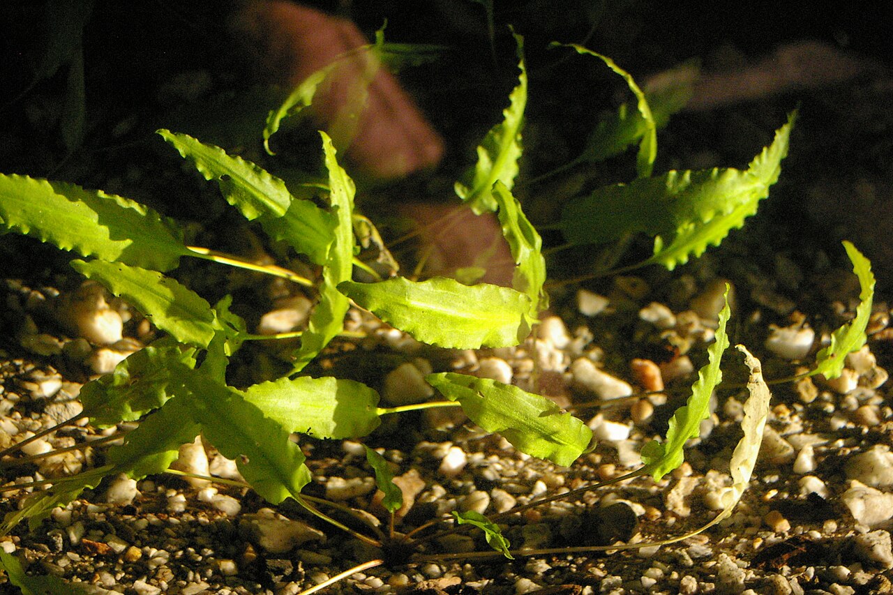 Wendt's Cryptocoryne