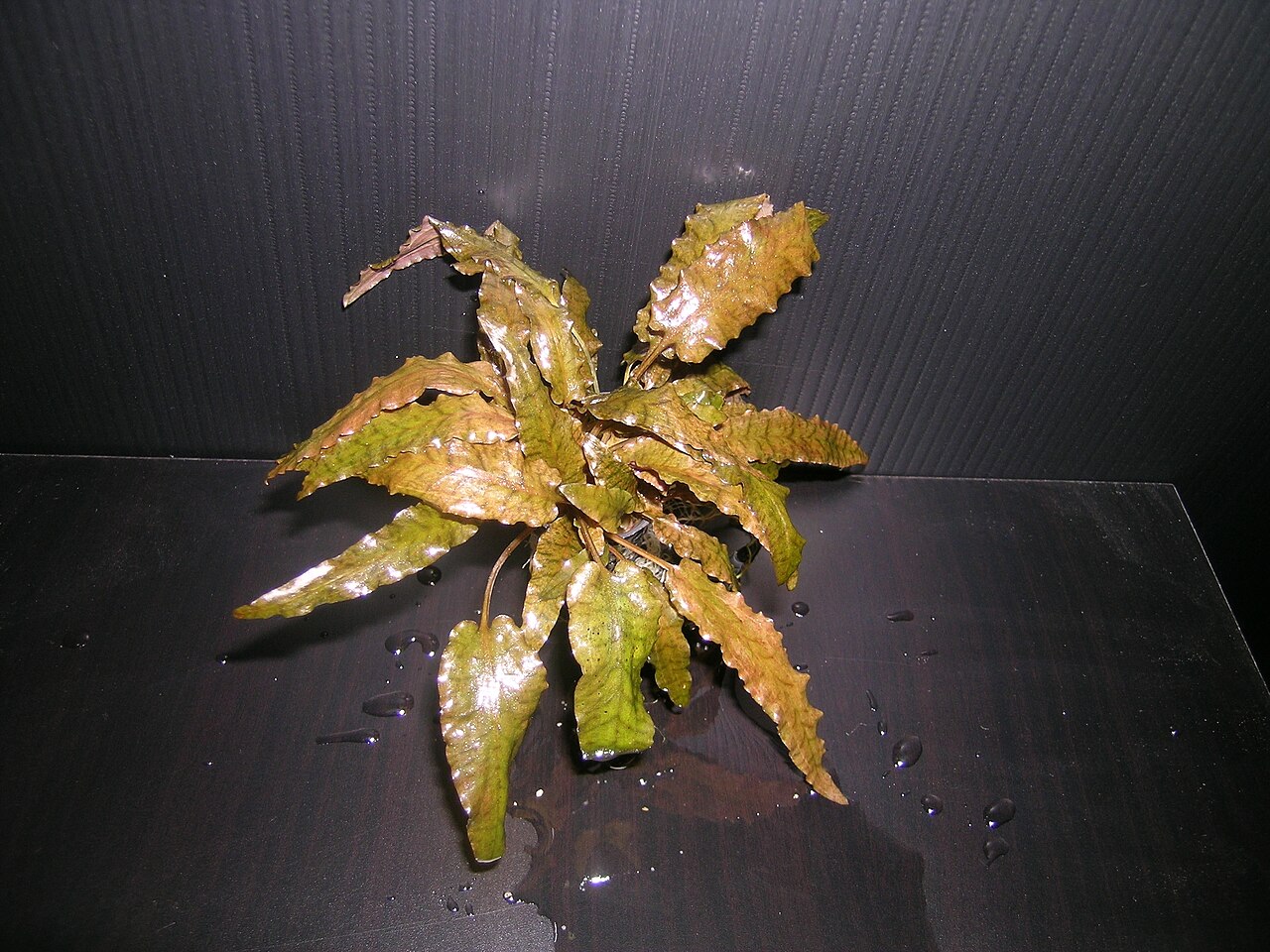 Cryptocoryne wendtii 'Tropica'