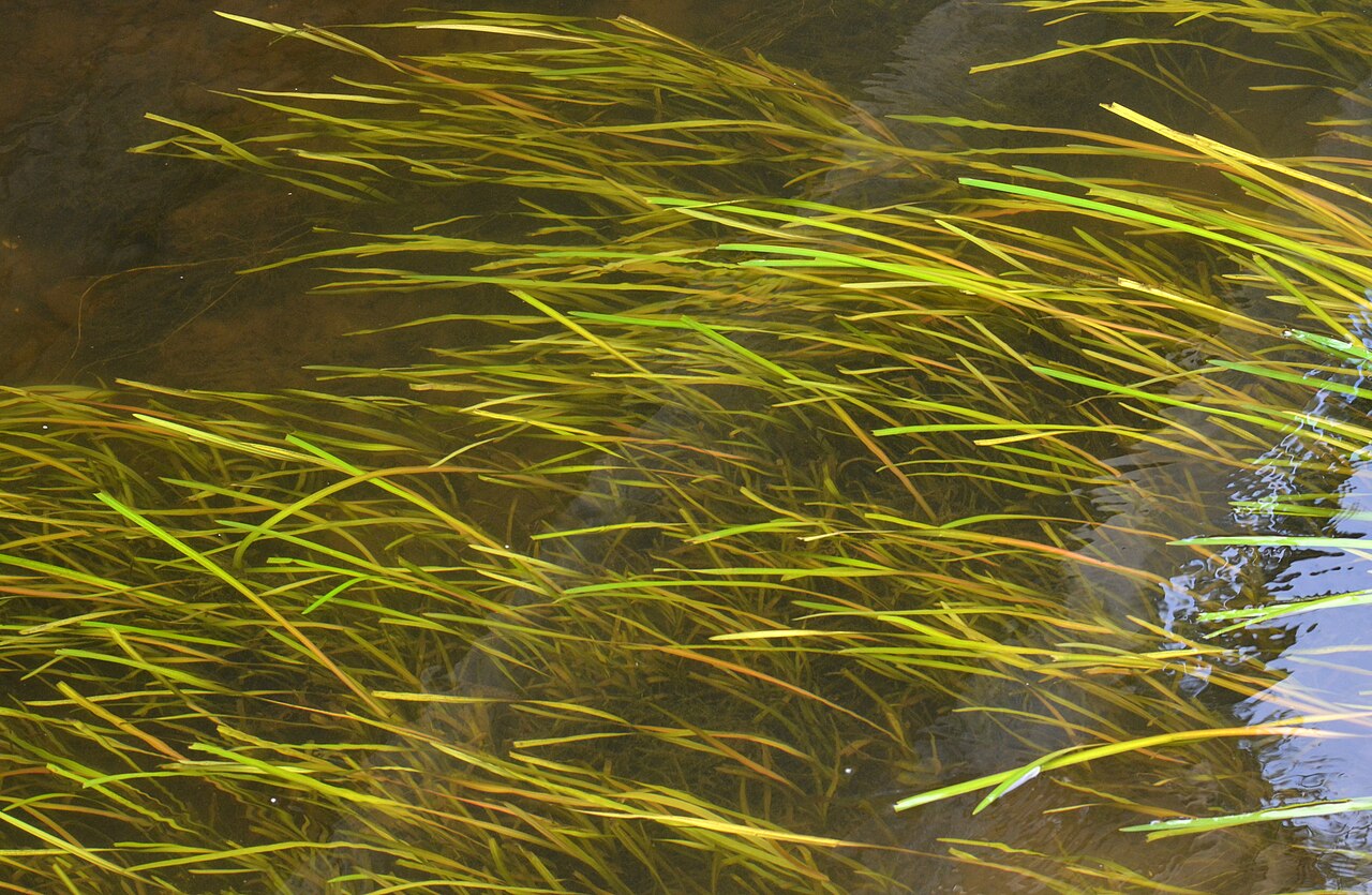 Vallisneria spiralis