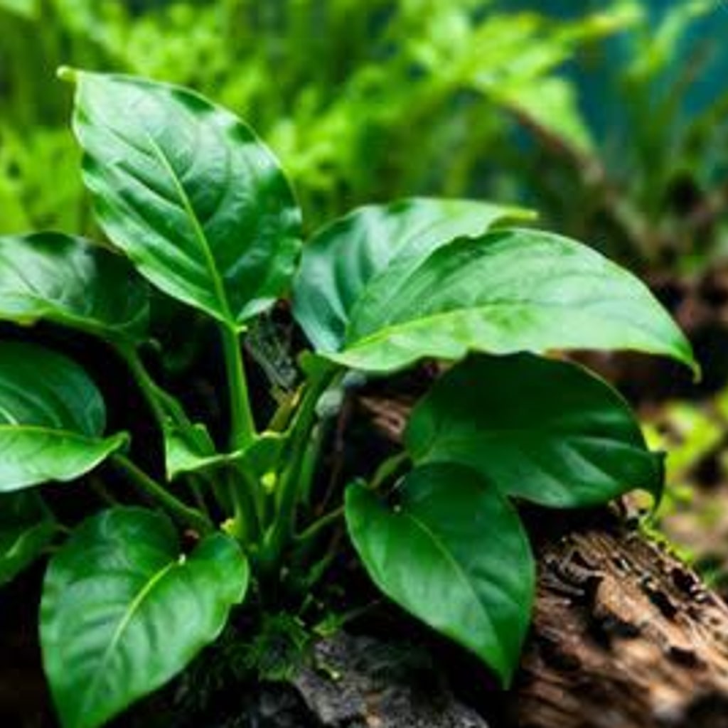 Anubias