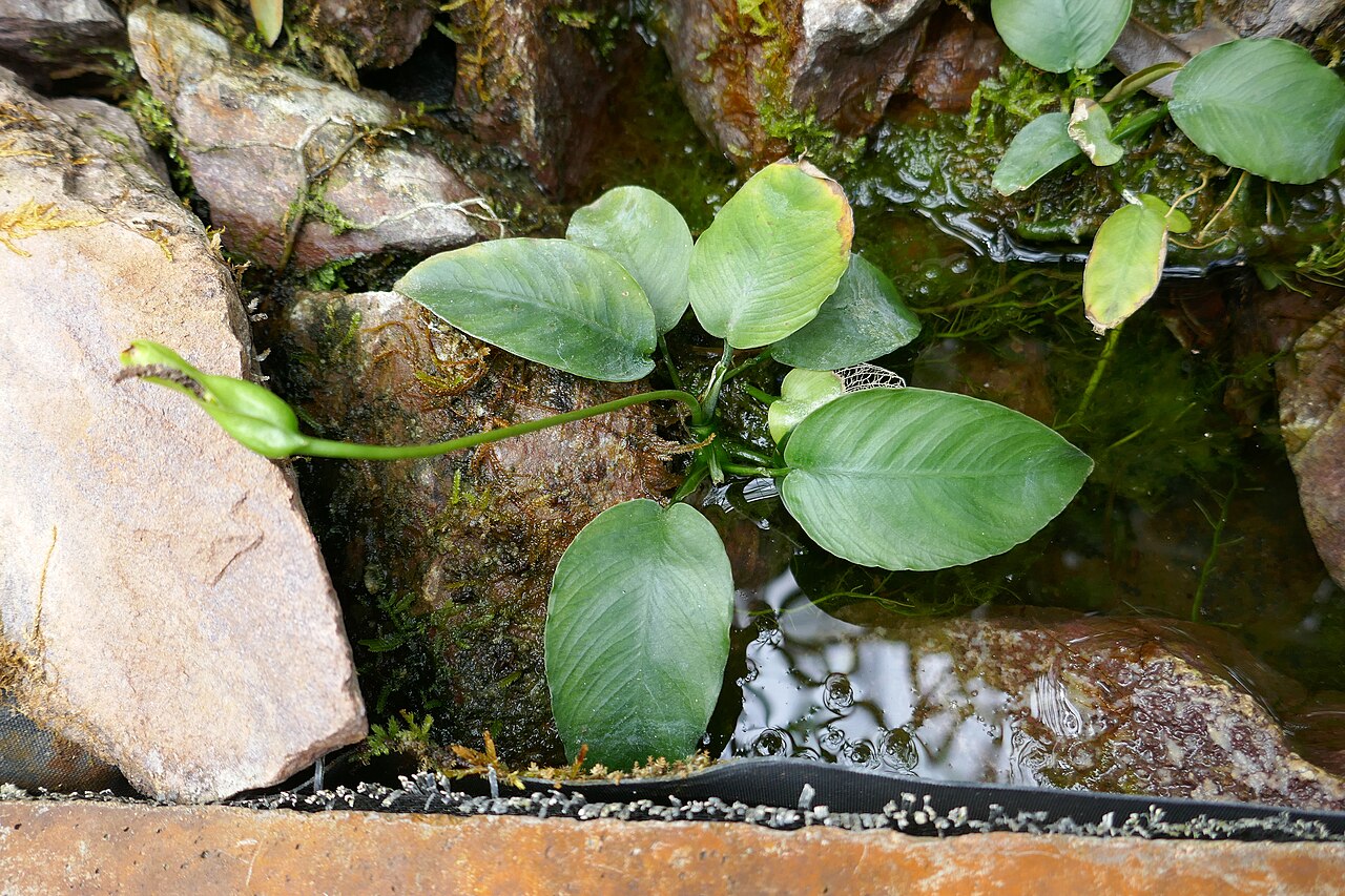 Anubias