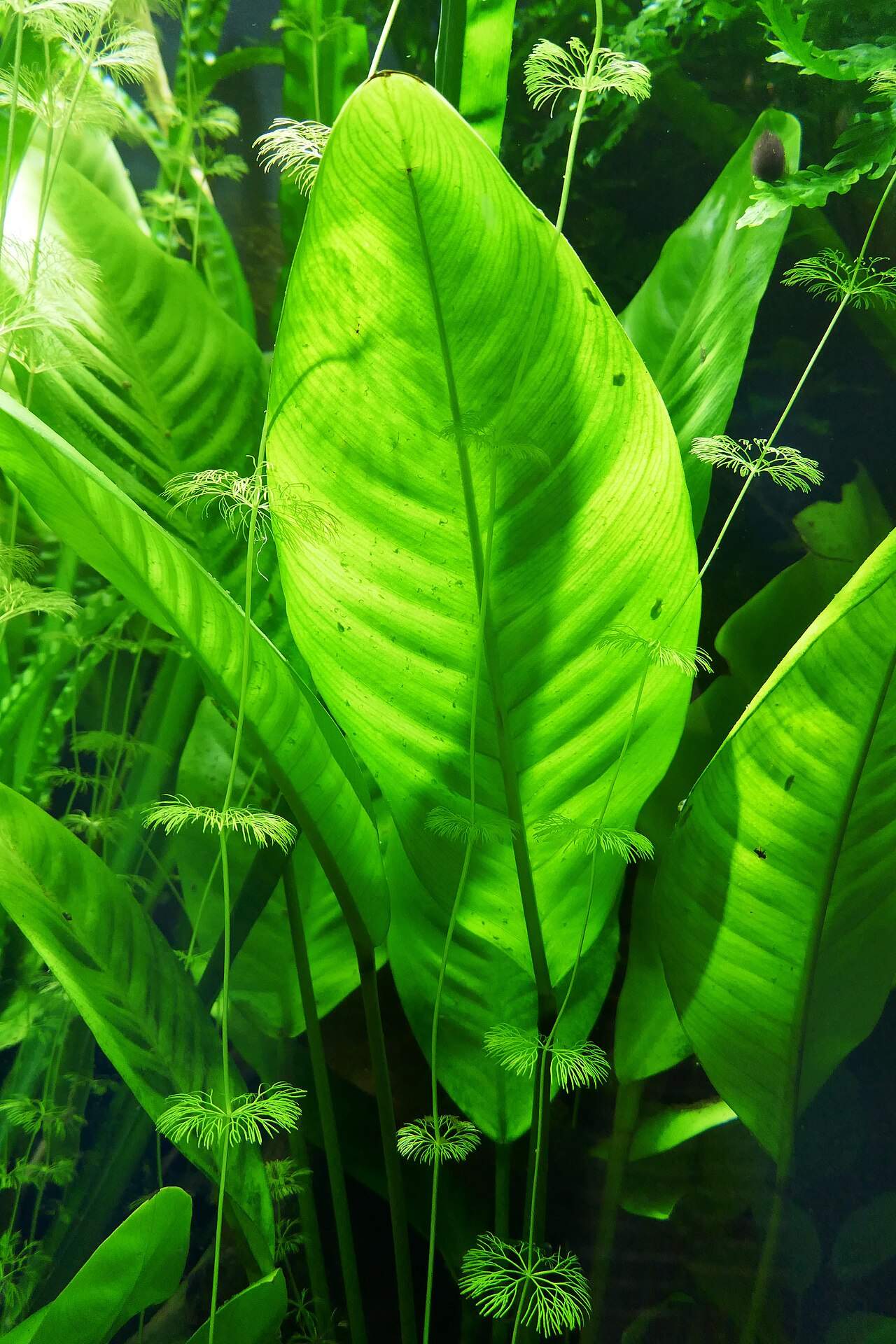 Anubias barteri var. glabra