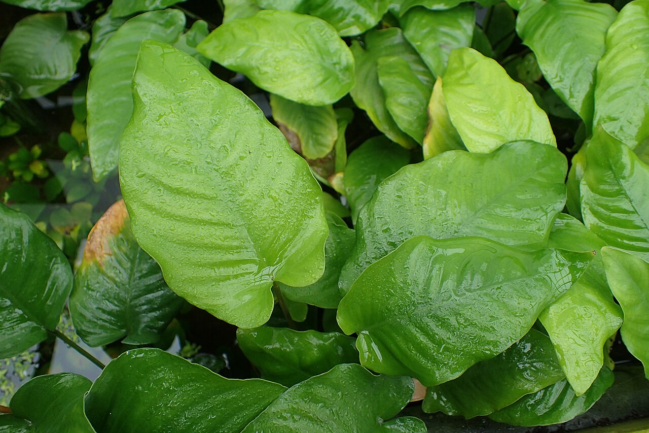 Anubias barteri var. caladiifolia