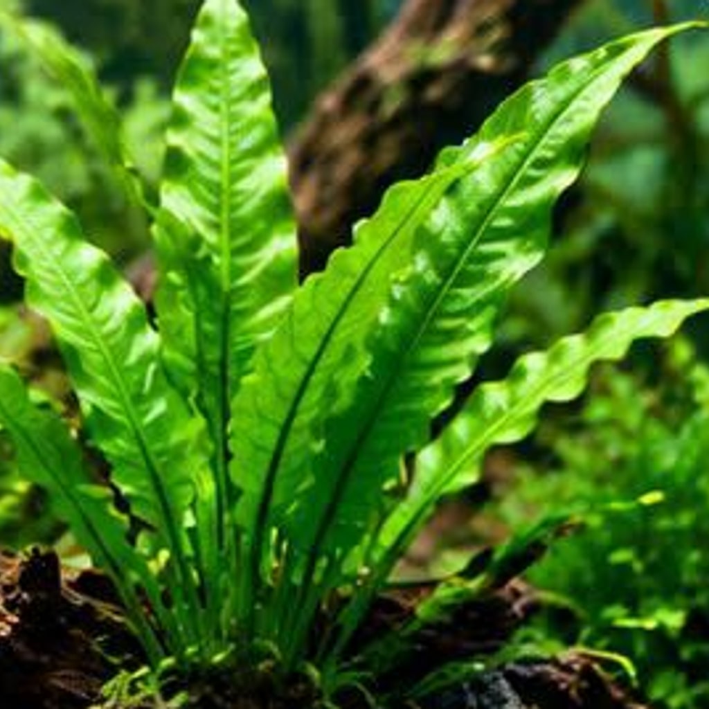 Java fern