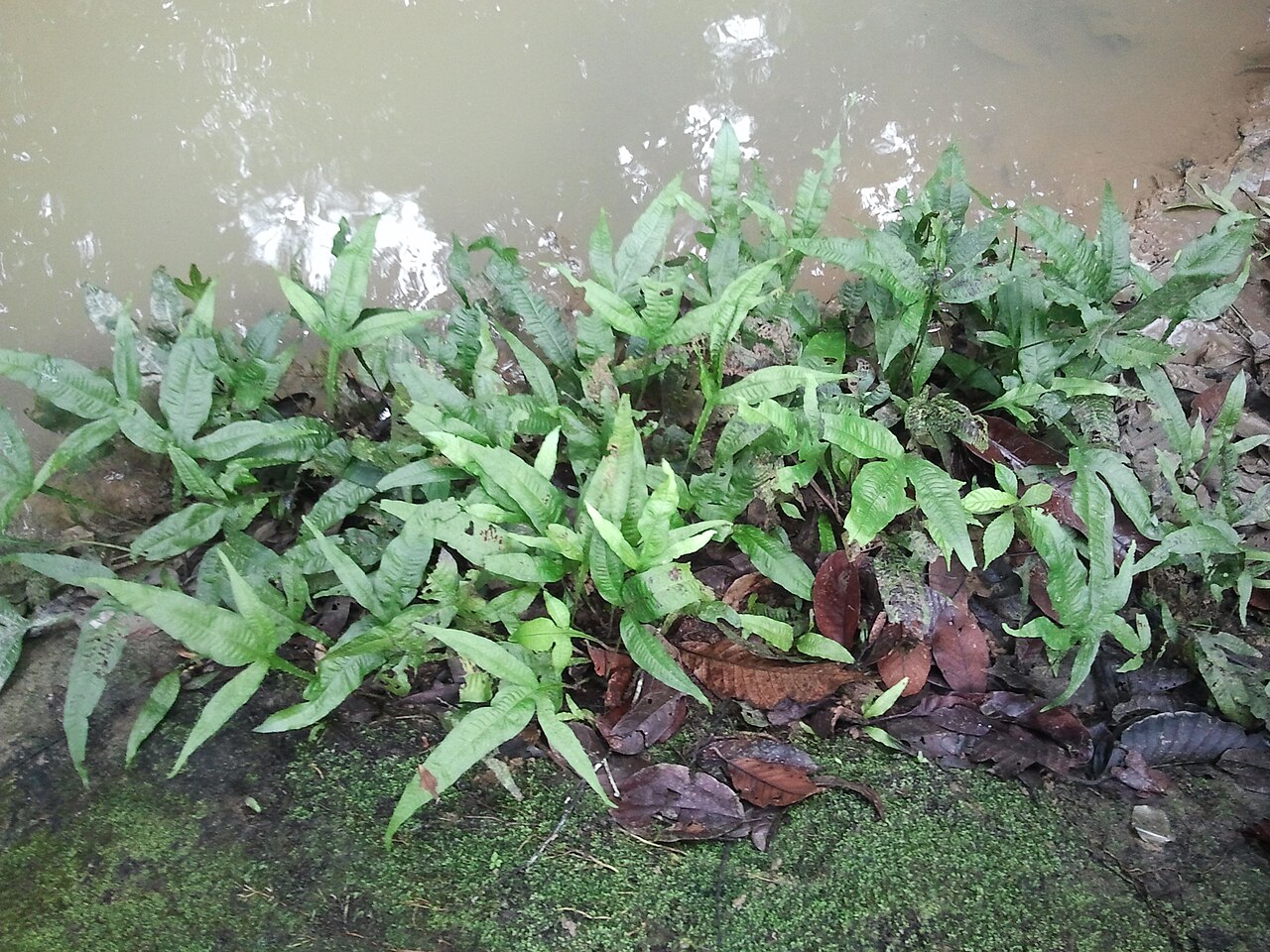 Java fern