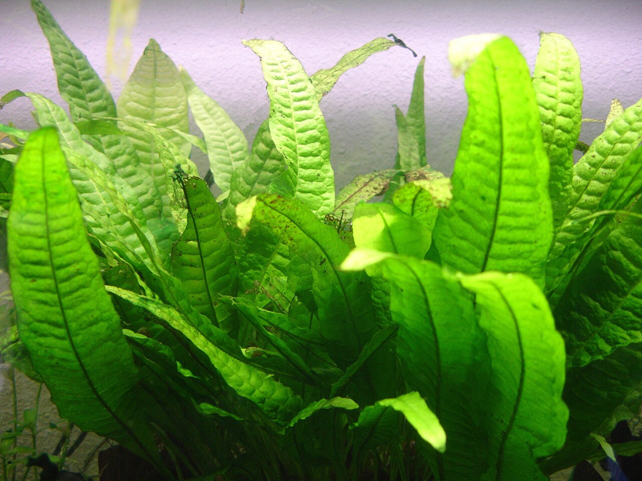 Java fern