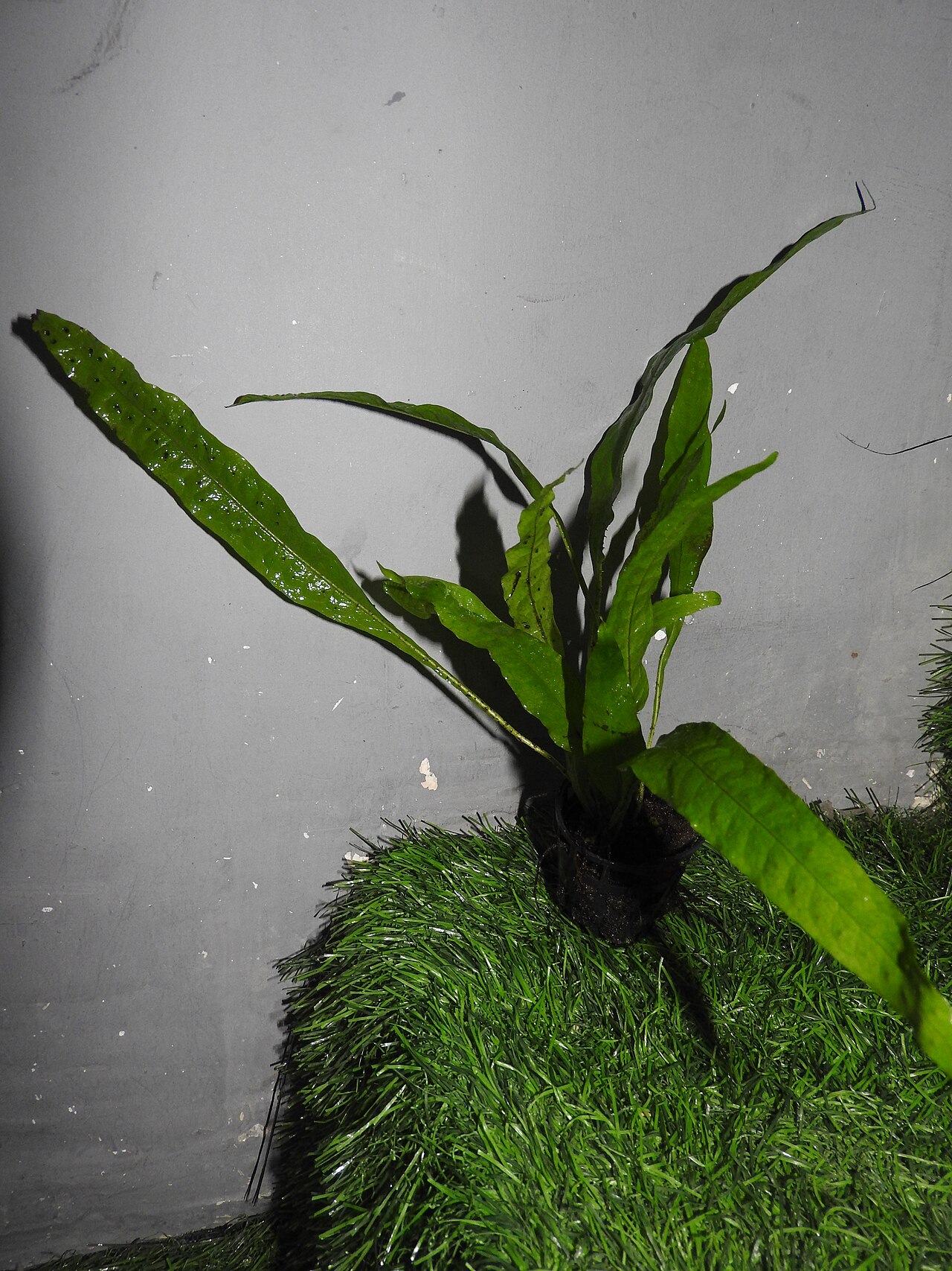Java fern