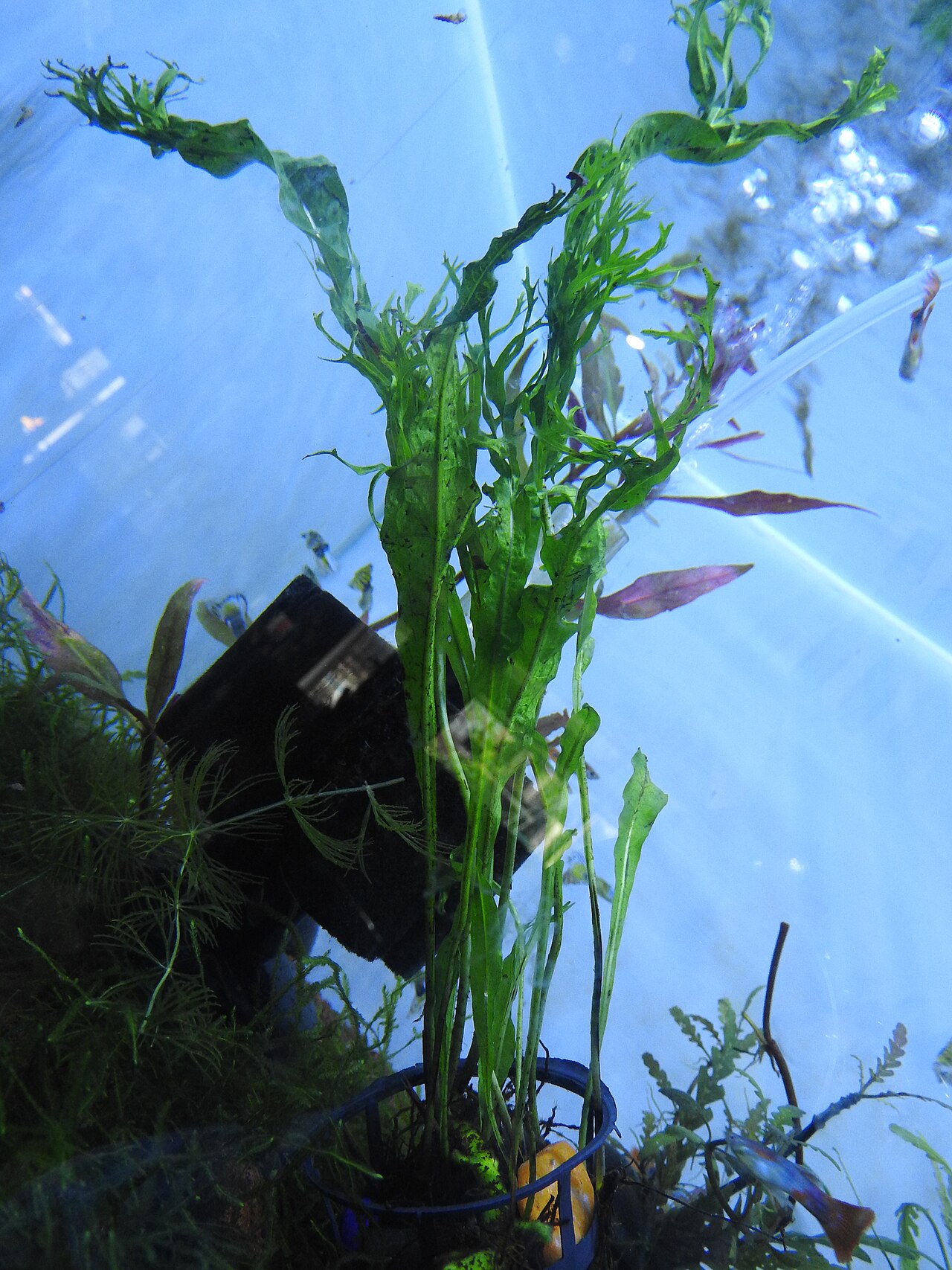 Java fern 'Windeløv'