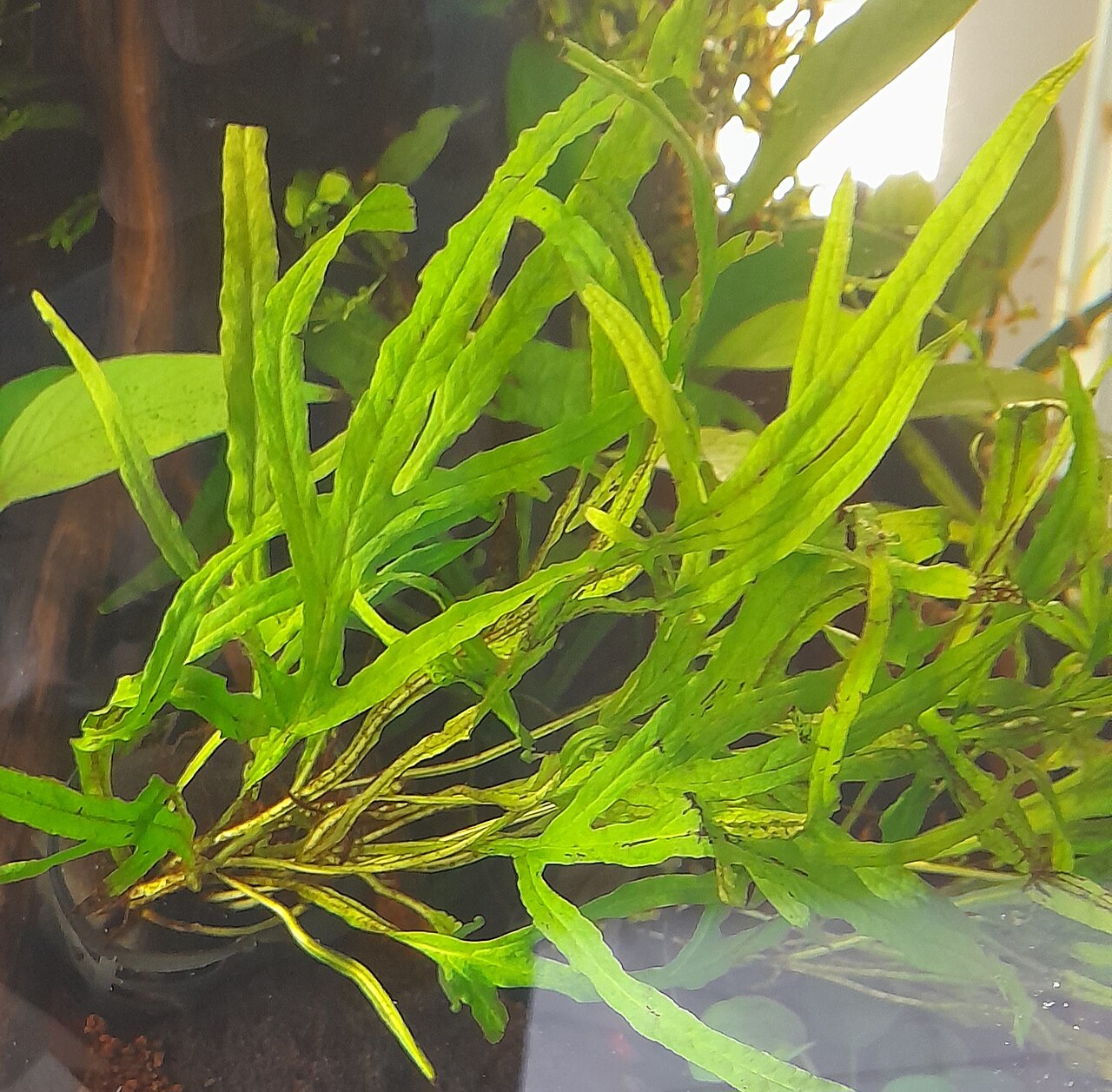 Java fern 'Trident'