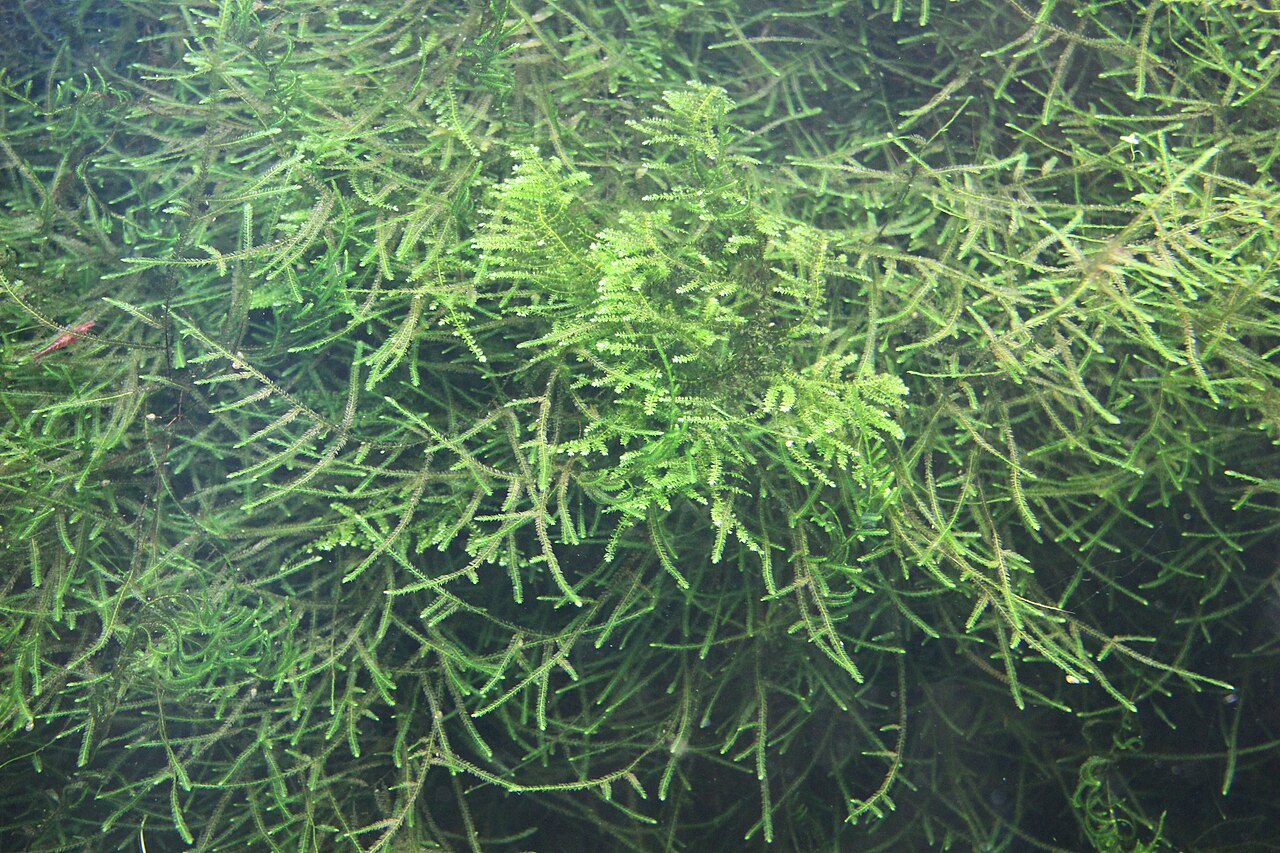 Java moss