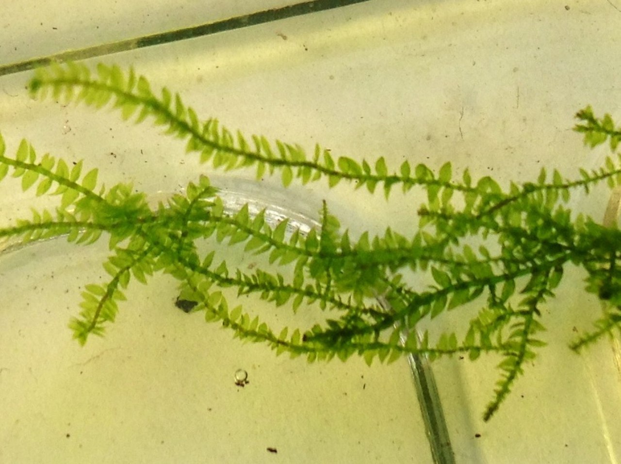 Java moss