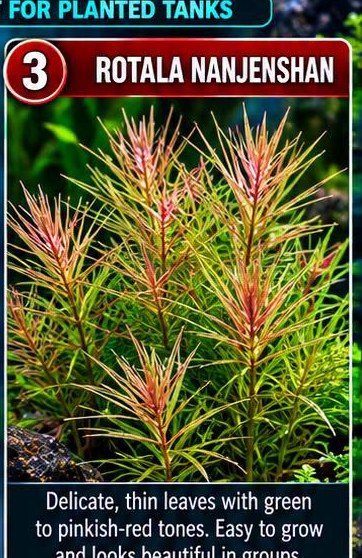 Rotala Nanjenshan