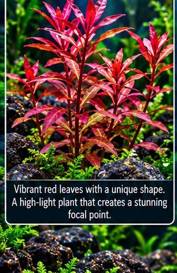 Rotala H'ra
