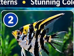 Angelfish