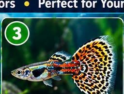Guppy