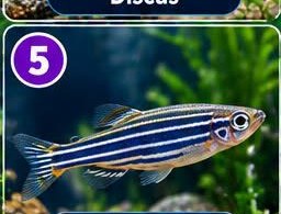 Zebra Danio