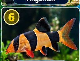 Clown Loach