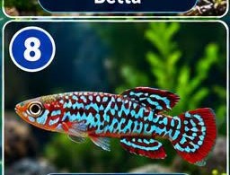 Killifish