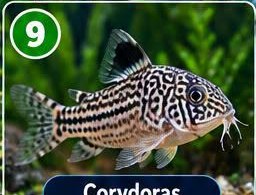 Corydoras Catfish