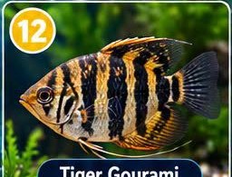 Tiger Gourami