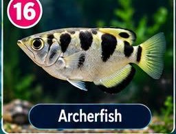 Archerfish
