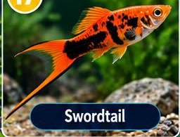Swordtail