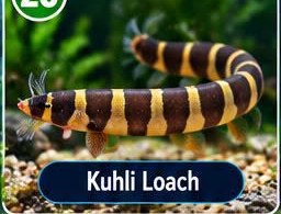 Kuhli Loach