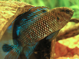 Chameleon Fish
