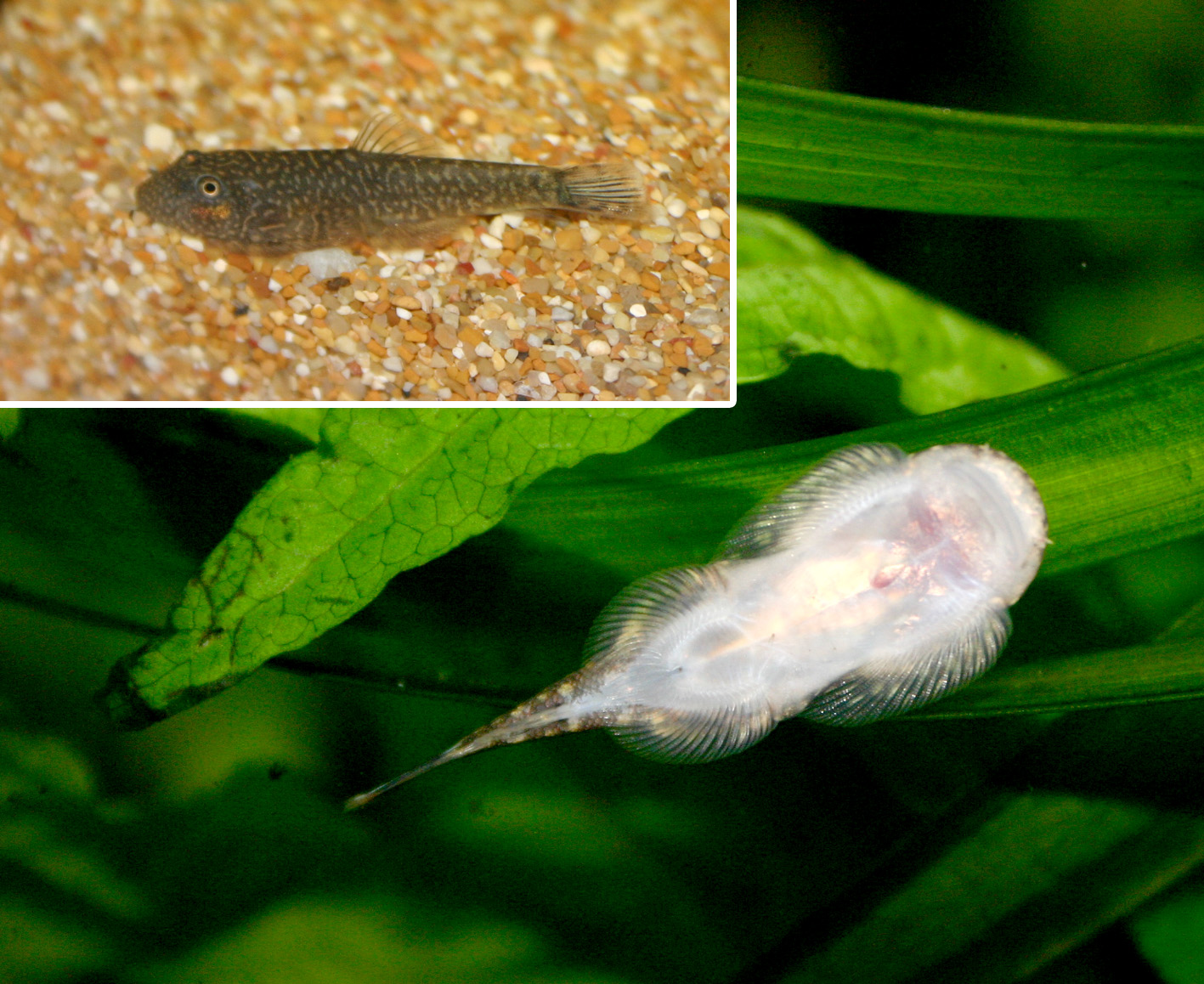 Gastromyzon Hillstream Loach