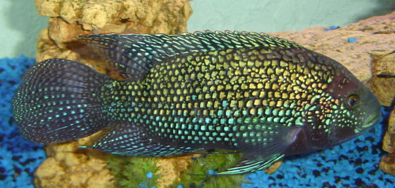 Jack Dempsey Cichlid
