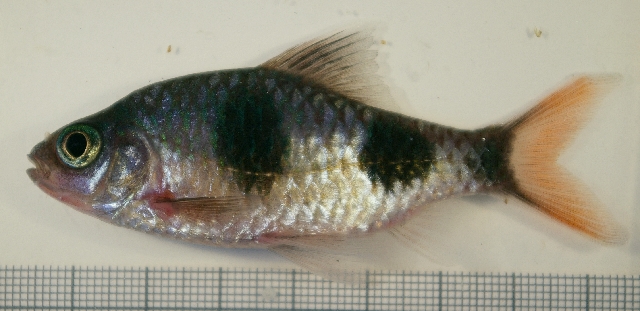Arulius Barb