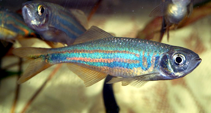 Malabar Danio