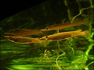 Dwarf Halfbeak