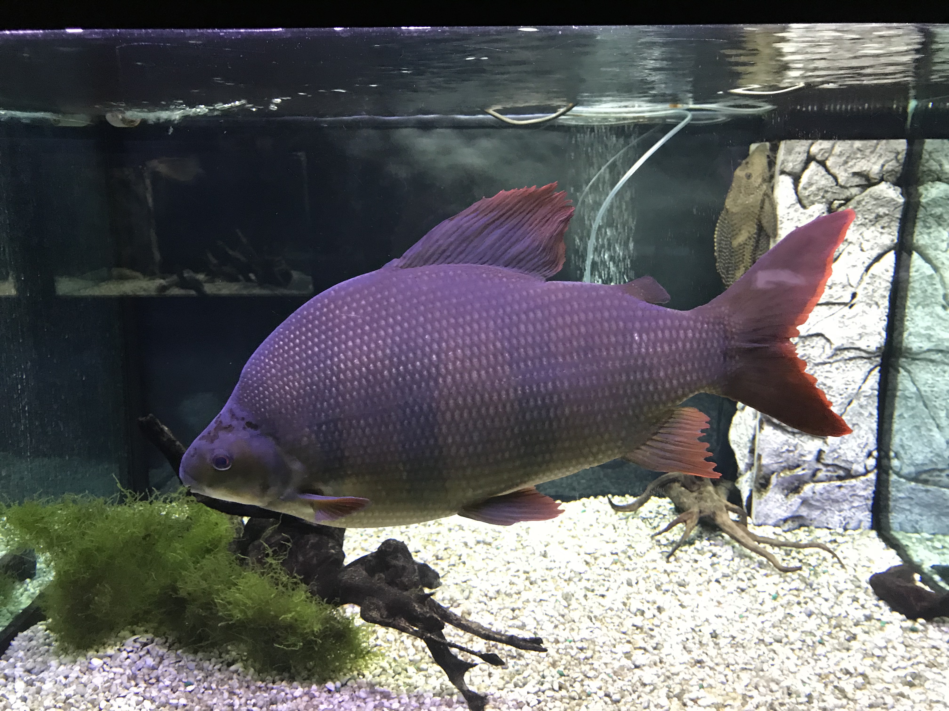 Sixbar Distichodus