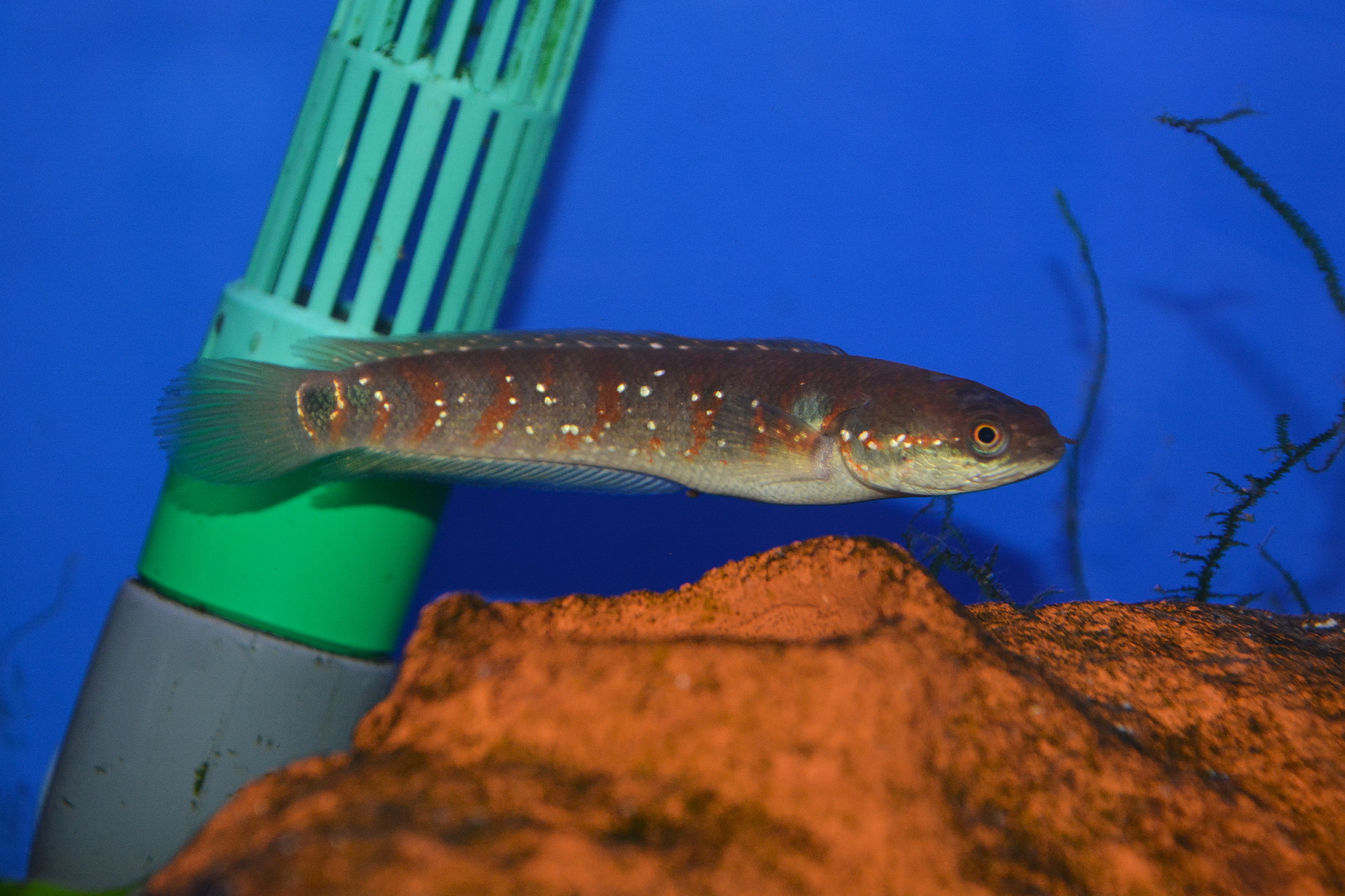 Asian Snakehead